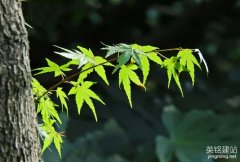 株洲建設(shè)網(wǎng)站的