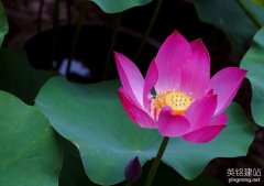 株洲網(wǎng)站建設(shè)企業(yè)
