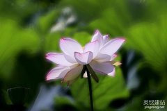 建個(gè)網(wǎng)站費(fèi)用